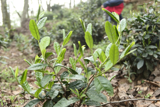 古树春茶新芽