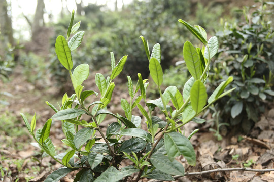 古树春茶新芽