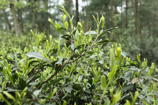 古树春茶新芽