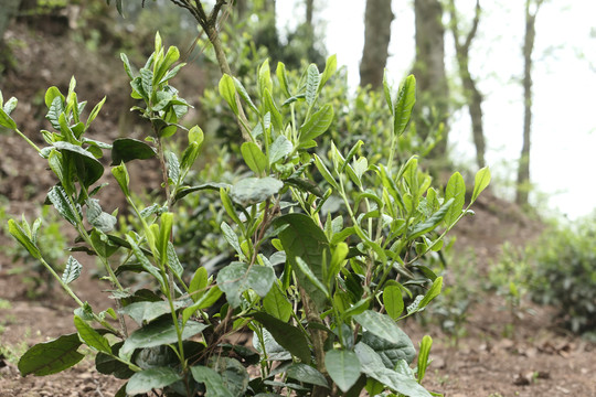 古树春茶新芽