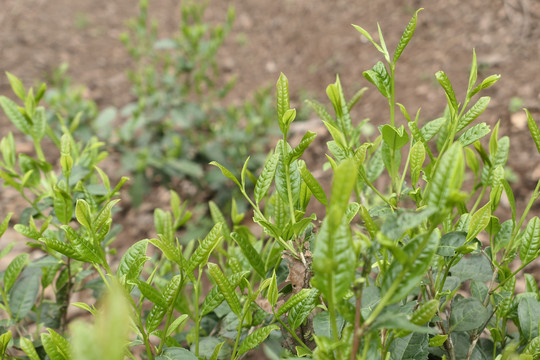 古树春茶新芽