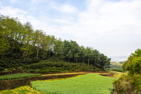 古树春茶新芽