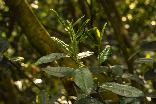 古树春茶新芽