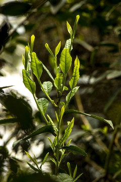 古树春茶新芽