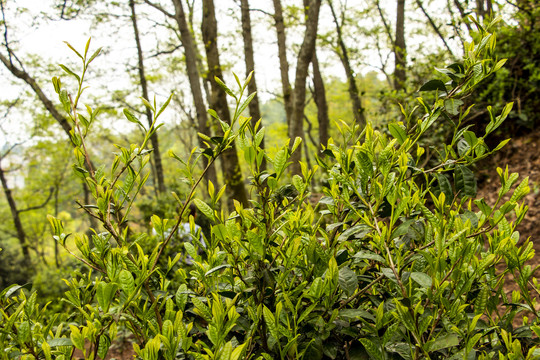 古树春茶新芽