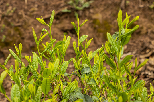 古树春茶新芽