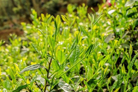 古树春茶新芽