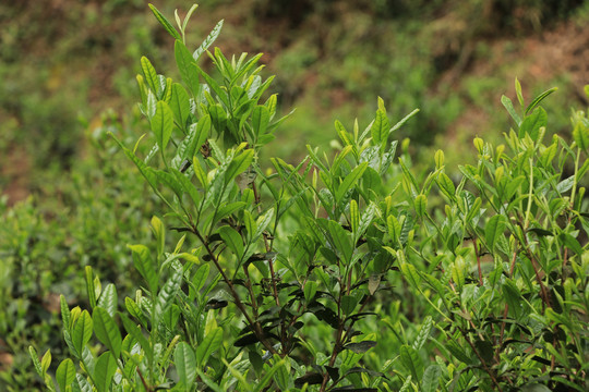 古树春茶新芽