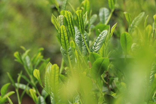 古树春茶新芽