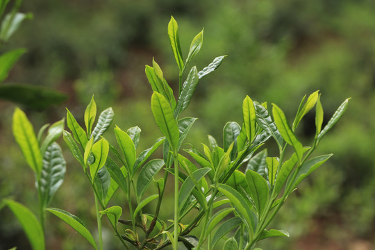 古树春茶新芽