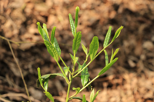 古树春茶新芽