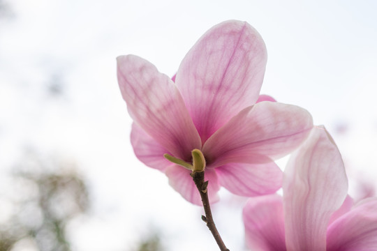 玉兰花特写