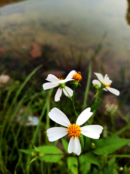 春天小野菊花