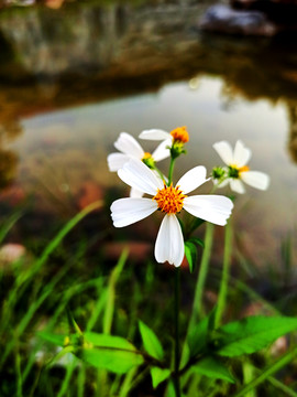 春天小野菊