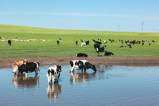 夏季草原水中牛群羊群