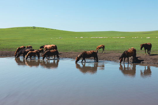 草原马群羊群河流喝水