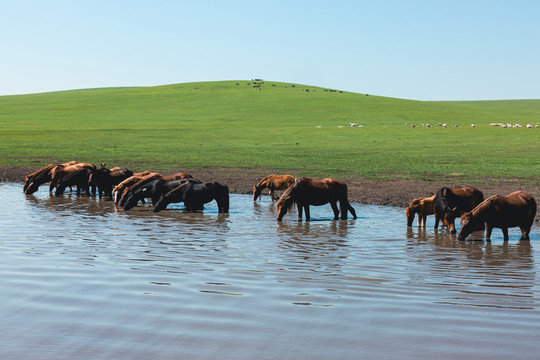 草原牧场马群羊群牛群