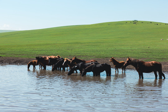 夏季草原牧场水中马群