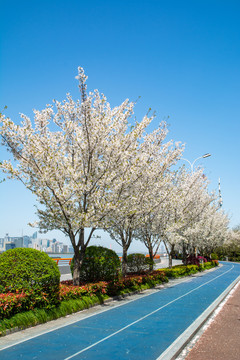 杭州滨江樱花跑道