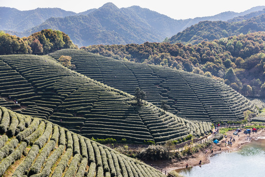 杭州龙坞茶园