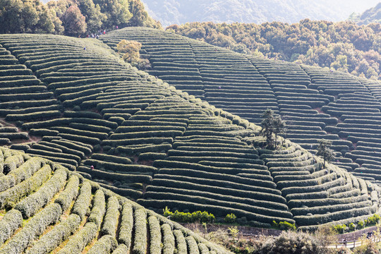 杭州龙坞茶园