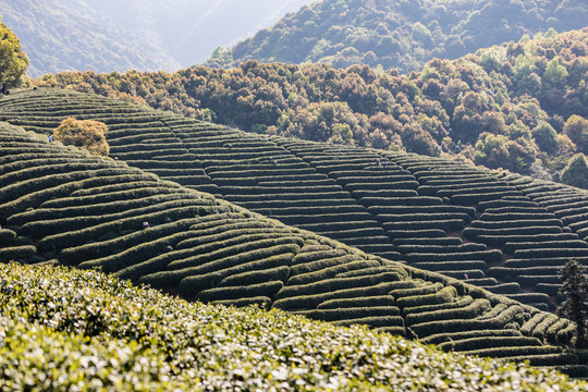 杭州龙坞茶园