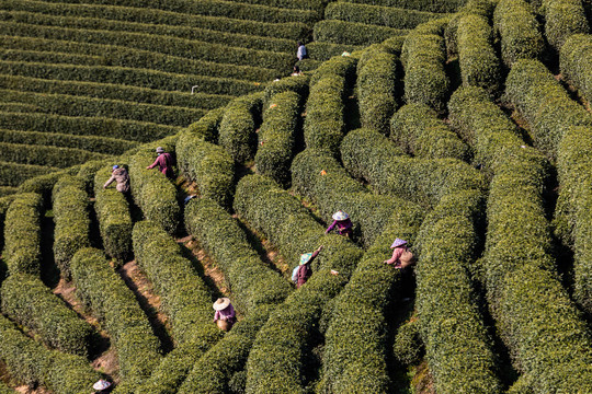 杭州龙坞茶园