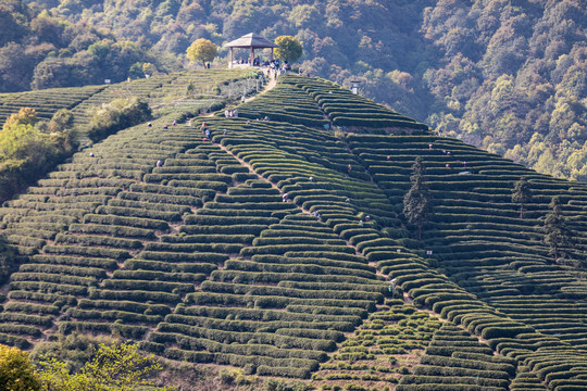 杭州龙坞茶园