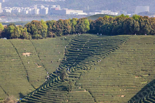 杭州龙坞茶园