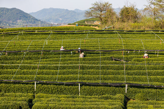 杭州龙坞茶园