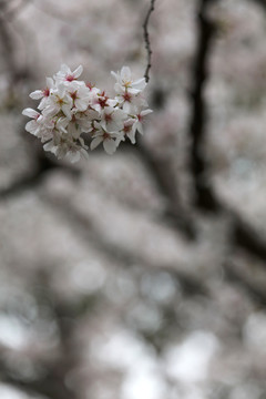 樱花