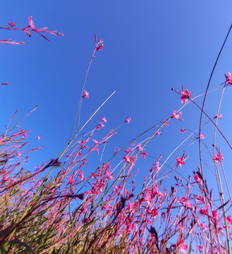 粉色小花丛