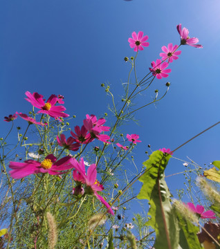 格桑花