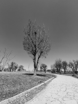 路旁孤独的杨树