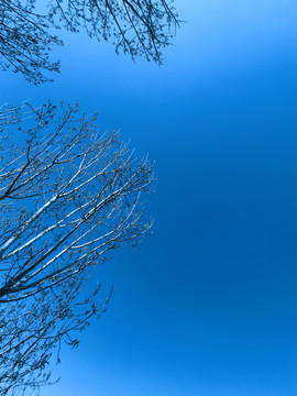 杨树和蓝天