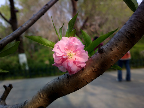 碧桃花