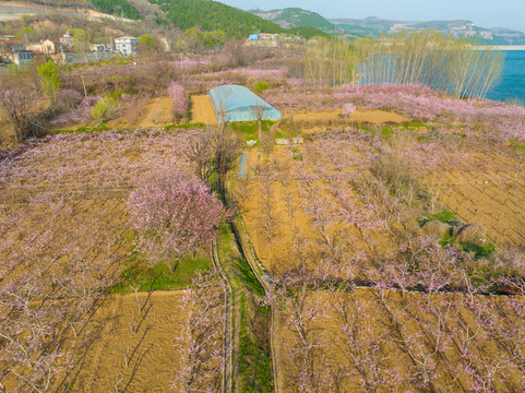 航拍济南卧虎山水库桃花盛开