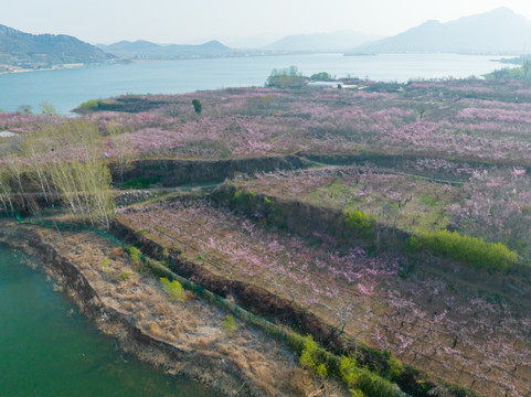 航拍济南卧虎山水库桃花盛开