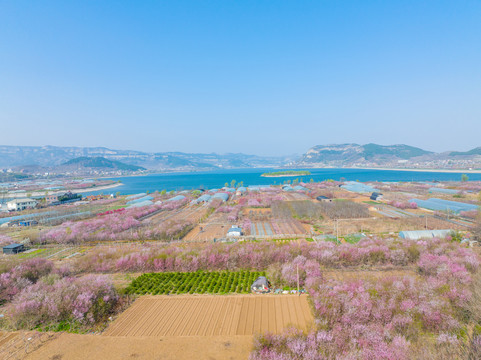 航拍济南卧虎山水库桃花盛开