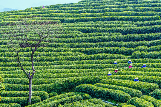 茶山采茶