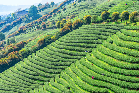 茶山采茶