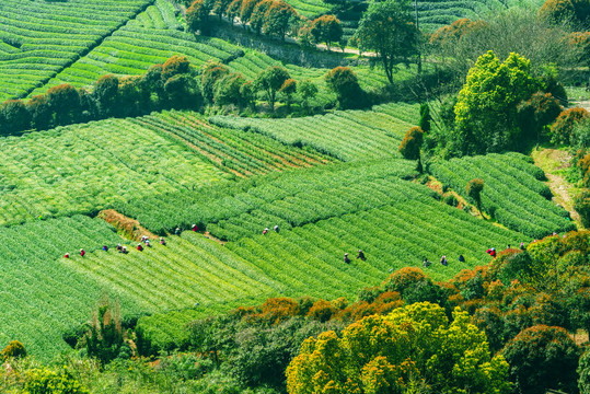 茶山采茶