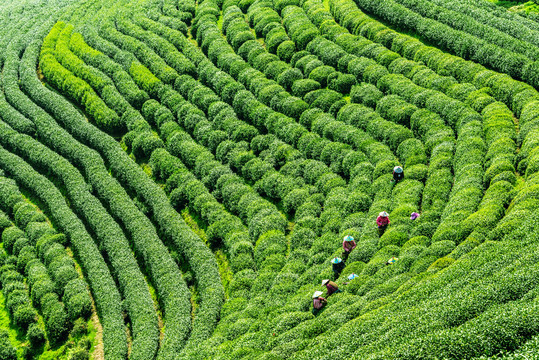 茶山采茶