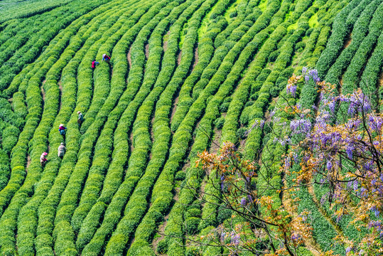 茶山采茶