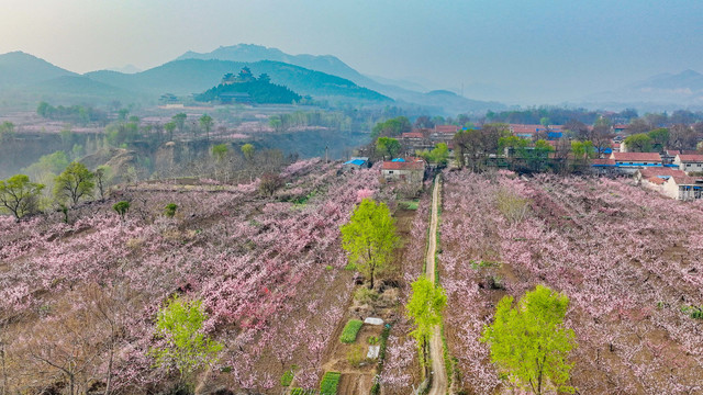 航拍山东省青州市万亩桃花