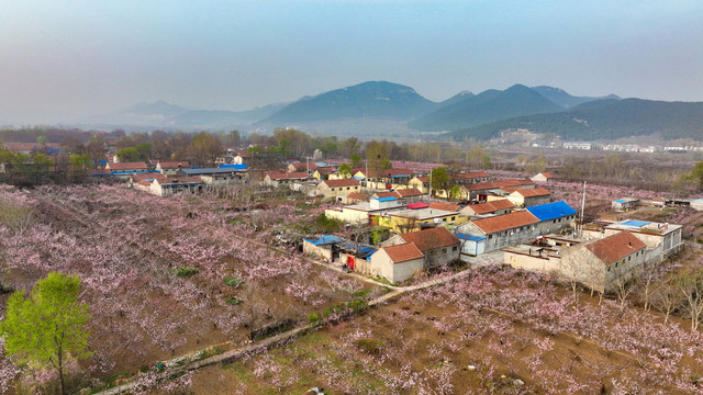 航拍山东省青州市万亩桃花