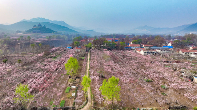 航拍山东省青州市万亩桃花