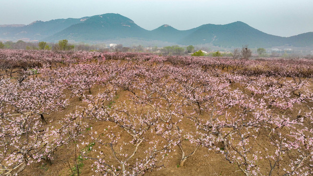 航拍山东省青州市万亩桃花