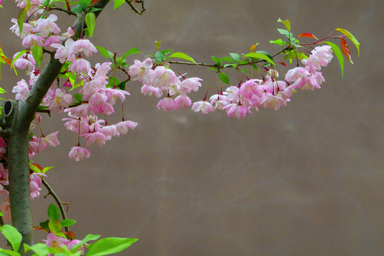 西府海棠花开