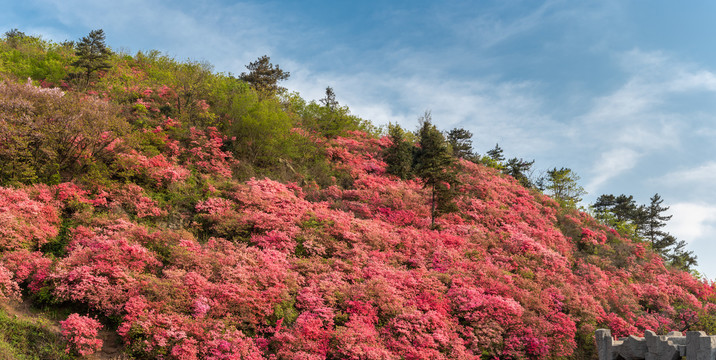 武汉黄陂木兰云雾山杜鹃花花海